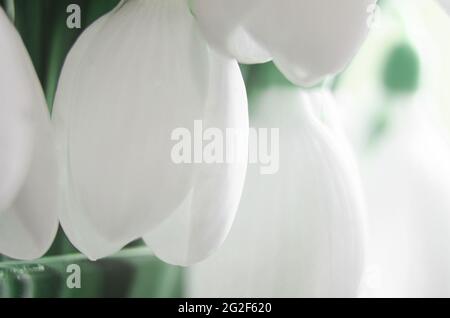 Schöne Blumen von Schneeglöckchen aus der Nähe. Erste Frühlingsblumen Stockfoto