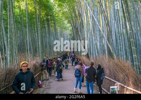 Kyoto, Japan - 12.02.2017: Menschen, die im Seitenschiff des Bambuswaldes, dem Arashiyama Bambushain, spazieren gehen Stockfoto