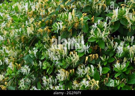 Blühend duftende weißgelbe Geißblatt mit grünen Blättern. Ornamental blühende Lonicera japonica, bekannt als japanisches Geißbauch. Gartenpflanzen und Stockfoto