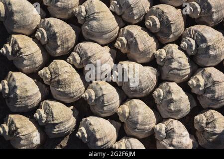 Viele Muscheln im Hintergrund sind in einer Richtung angeordnet. Hell erleuchtet von der Sonne Stockfoto