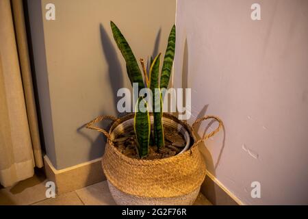 Schöne Sansevieria Blume auf Topf an der Ecke des Hauses Stockfoto