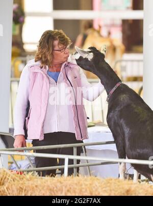 Ardingly Sussex, Großbritannien. Juni 2021. Diese Ziege wird am ersten Tag der South of England Show in Ardingly Sussex freundlich. Die South of England Show 2021 ist die regionÕs Premier Country Show, die an drei Tagen Tausende von Besuchern aus dem ganzen Land anzieht : Credit Simon Dack/Alamy Live News Stockfoto