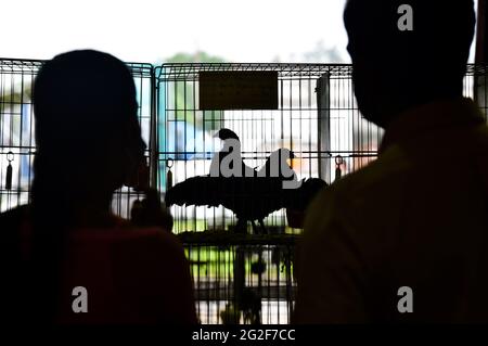 Ardingly Sussex, Großbritannien. Juni 2021. Hühner auf dem Display am ersten Tag der South of England Show in Ardingly Sussex . Die South of England Show 2021 ist die wichtigste Country Show der Region und zieht an drei Tagen Tausende von Besuchern aus dem ganzen Land an : Credit Simon Dack/Alamy Live News Stockfoto