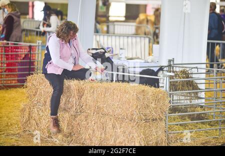 Ardingly Sussex, Großbritannien. Juni 2021. Diese Ziege wird am ersten Tag der South of England Show in Ardingly Sussex freundlich. Die South of England Show 2021 ist die regionÕs Premier Country Show, die an drei Tagen Tausende von Besuchern aus dem ganzen Land anzieht : Credit Simon Dack/Alamy Live News Stockfoto