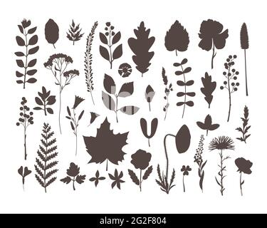 Der Vektor mit Herbarium Blättern und Blumen gesetzt. Hobby. Botanic Set im schlichten Stil. Stock Vektor