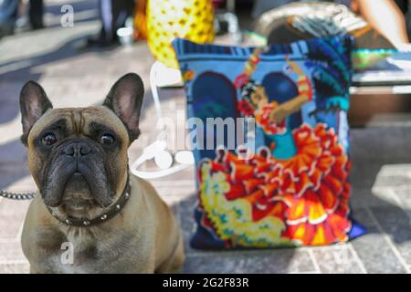 Die französische Bulldogge sitzt auf dem Boden beim klassischen Autobootverkauf am Granary Square in King's Cross London. Stockfoto