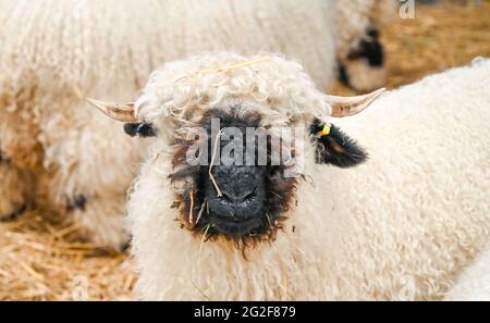 Ardingly Sussex, Großbritannien. Juni 2021. Ein Walliser Schwarznasenschaf am ersten Tag der South of England Show in Ardingly Sussex . Die South of England Show 2021 ist die regionÕs Premier Country Show, die an drei Tagen Tausende von Besuchern aus dem ganzen Land anzieht : Credit Simon Dack/Alamy Live News Stockfoto