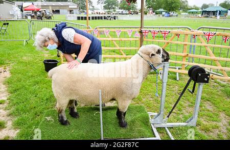 Ardingly Sussex, Großbritannien. Juni 2021. Dynamisch ein Hampshire Down Sheep bekommt am ersten Tag der South of England Show in Ardingly Sussex einen Kamm von Besitzer Vivien Miles . Die South of England Show 2021 ist die wichtigste Country Show der Region und zieht an drei Tagen Tausende von Besuchern aus dem ganzen Land an : Credit Simon Dack/Alamy Live News Stockfoto