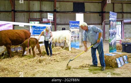 Ardingly Sussex, Großbritannien. Juni 2021. Das Vieh wurde am ersten Tag der South of England Show in Ardingly Sussex vergossen. Die South of England Show 2021 ist die wichtigste Country Show der Region und zieht an drei Tagen Tausende von Besuchern aus dem ganzen Land an : Credit Simon Dack/Alamy Live News Stockfoto