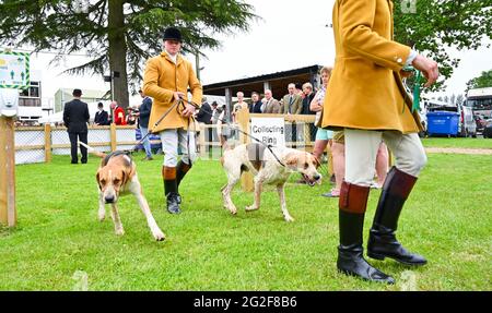 Ardingly Sussex, Großbritannien. Juni 2021. Hunde, die am ersten Tag der South of England Show in Ardingly Sussex gegeneinander antreten. Die South of England Show 2021 ist die regionÕs Premier Country Show, die an drei Tagen Tausende von Besuchern aus dem ganzen Land anzieht : Credit Simon Dack/Alamy Live News Stockfoto