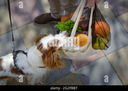 Hund schnüffelt eine Tüte Lebensmittel im Freien. Urbanes Leben mit Haustieren, Hunde als Begleiter Stockfoto