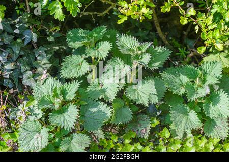 Europäische Brennnesseln (Urtica dioica), die unter einer Weißdornhecke wachsen. Stockfoto