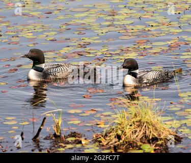 Common Loon Paar schwimmen und Pflege für Baby Küken Loon mit Seerosenpads Vorder-und Hintergrund und genießen das Wunder neues Leben in ihrem e Stockfoto