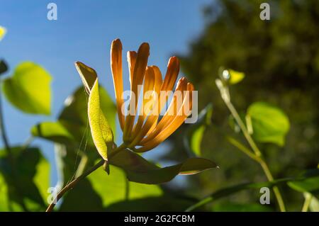 Nahaufnahme einer orangefarbenen „Mandarin“-Geißelblume am blauen Himmel Stockfoto