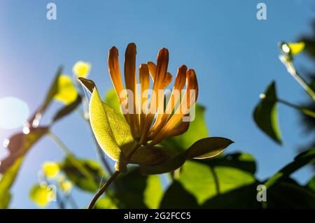 Nahaufnahme einer orangefarbenen „Mandarin“-Geißelblume mit Hintergrundbeleuchtung am blauen Himmel Stockfoto