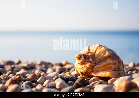 Meeresmuschel mit Meer und blauem Himmel auf dem Hintergrund. Sommerfoto von Muschel am Strand und freier Platz für Ihre Dekoration. Stockfoto
