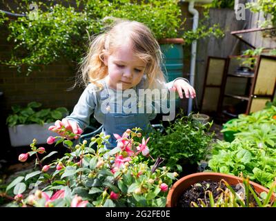 Drei Jahre alte Gartenarbeit, Devon, Großbritannien Stockfoto