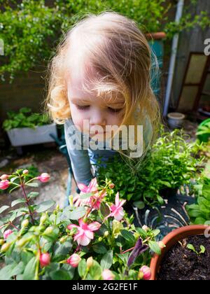 Drei Jahre alte Gartenarbeit, Devon, Großbritannien Stockfoto