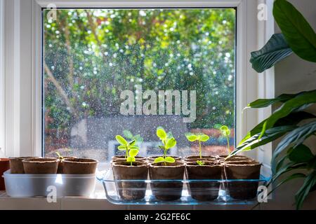 Gurkensämlinge Töpfe auf Hauptfenster unter heller Sonne. Stockfoto