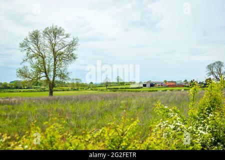 britische Bauernhöfe am sonnigen Frühlingstag in england. Stockfoto