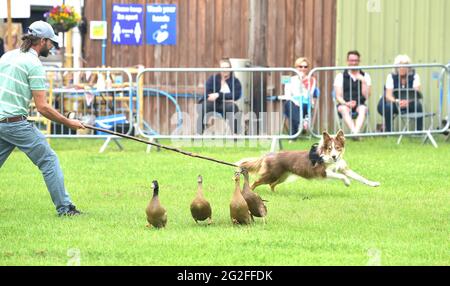 Ardingly Sussex UK 11. Juni 2021 - EINE Ausstellung von Enten und Hunden am ersten Tag der South of England Show in Ardingly Sussex . Die South of England Show 2021 ist die regionÕs Premier Country Show, die an drei Tagen Tausende von Besuchern aus dem ganzen Land anzieht : Credit Simon Dack / Alamy Live News Stockfoto
