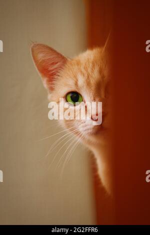 Die grüne Ingwerkatze mit den Augen guckt aus der Ecke Stockfoto