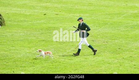 Ardingly Sussex UK 11. Juni 2021 - EIN Hund auf der Flucht am ersten Tag der South of England Show in Ardingly Sussex . Die South of England Show 2021 ist die regionÕs Premier Country Show, die an drei Tagen Tausende von Besuchern aus dem ganzen Land anzieht : Credit Simon Dack / Alamy Live News Stockfoto