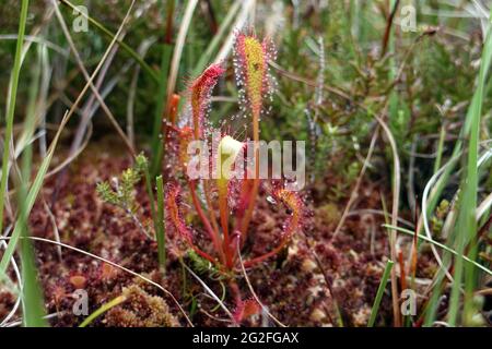Langblättrige Sonntagspflanze (Drosera intermedia), Großbritannien. Stockfoto