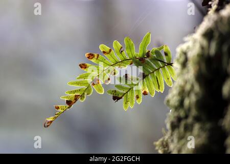 Gewöhnlicher Polypody (Polypodium vulgare) Farn wächst auf einer Eiche, Großbritannien Stockfoto