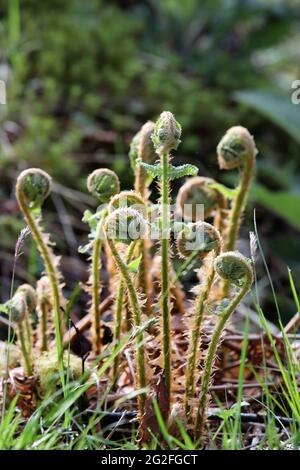 Bracken Fern Fiddleheads (Pteridium aquilinum) Frond Unfurling, Großbritannien Stockfoto