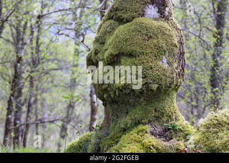 Alter Eichenbaum, geformt wie ein menschlicher Kopf, der auf einen jungen Rowan-Baum herunterschaut, der in seinem Schatten wächst, Schottland, Großbritannien Stockfoto