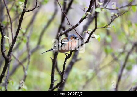 Male Chaffinch (Fringilla Coalebs) in a Woodland Environment, Großbritannien Stockfoto