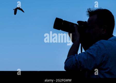 Silhouette eines Fotografen, der einen Vogel gegen den blauen Himmel fotografiert Stockfoto