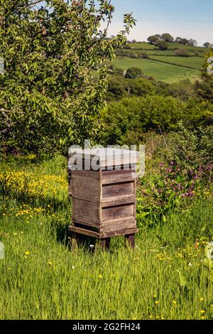 Ein Bienenstock ist eine geschlossene Struktur, in der einige Honigbienenarten der Untergattung APIs leben und ihre Jungen aufziehen. Honigbienennest. Sechseckiges Prisma Stockfoto