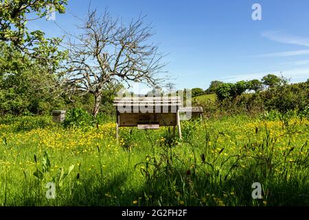 Ein Bienenstock ist eine geschlossene Struktur, in der einige Honigbienenarten der Untergattung APIs leben und ihre Jungen aufziehen. Honigbienennest. Sechseckiges Prisma Stockfoto