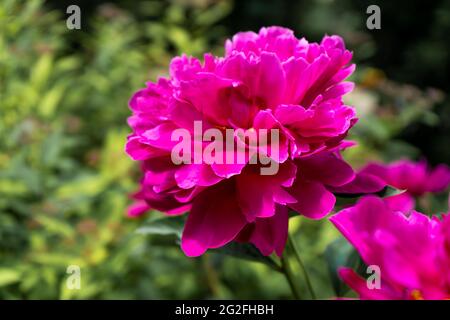 Leuchtend rosa Pfingstrose im Garten. Sommerblume aus nächster Nähe. Floraler Hintergrund. Große Knospe dunkler Pfingstrose. Stockfoto