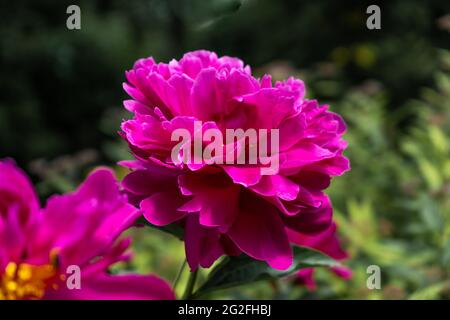 Leuchtend rosa Pfingstrose im Garten. Sommerblume aus nächster Nähe. Floraler Hintergrund. Große Knospe dunkler Pfingstrose. Stockfoto