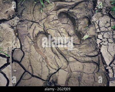 Hoch angeschwinkelte Aufnahme eines Schuhablasses tief im Schlamm Stockfoto