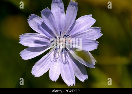 Zichorienblume.Blume der Zichorienpflanze, die im Sommer auf den Wiesen blüht. Stockfoto