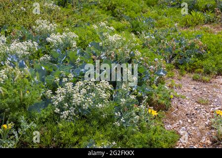 Holophyte Sea Kale (Crambe maritima) mit weißen Blüten, die am Kiesstrand von Southsea, Portsmouth, Hampshire, Südküste Englands, wachsen Stockfoto