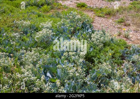 Holophyte Sea Kale (Crambe maritima) mit weißen Blüten, die am Kiesstrand von Southsea, Portsmouth, Hampshire, Südküste Englands, wachsen Stockfoto