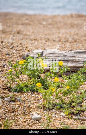 Gelbhornmohn (Glaucium flavum) und Meereskohl (Crambe maritima) wachsen am Strand von Southsea, Portsmouth, Hampshire, Südküste Englands Stockfoto
