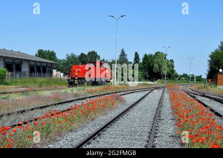 Mannersdorf, Österreich - 09. Juni 2021: Diesel-hydraulische Rangierlok der Österreichischen Bundesbahnen und wilder Mohn zwischen Schienen Stockfoto