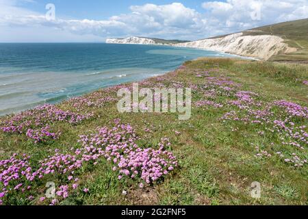 Matten aus gediegener oder meerrosa Armeria maritima an der Südküste der Isle of Wight UK mit Blick auf die Kreidefelsen von Tennyson Down Stockfoto