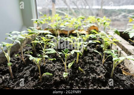 Viele grüne Tomatenpflanzen in Sämlingschale auf der Fensterbank, die für den Garten angebaut wird. Stockfoto