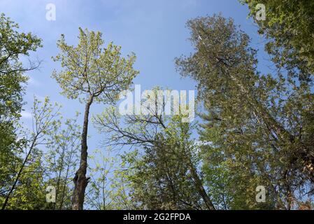 Blick nach oben auf hohe Bäume im Wisconsin Forest. Stockfoto