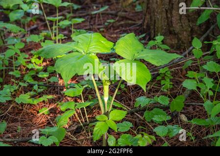 Jack in der Kanzel, Arisaema triphyllum Pflanze mit reifen Blättern, eine einheimische nordamerikanische Wildblume. Stockfoto