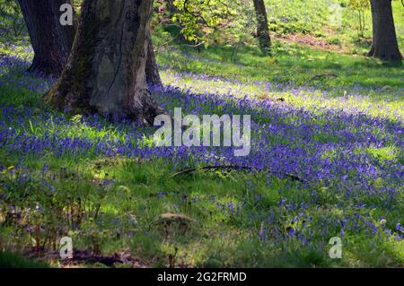 Teppich mit wilden Bluebell-Blumen im Wald im Himalayan Garden & Sculpture Park, Grewelthorpe, Ripon, North Yorkshire, England, VEREINIGTES KÖNIGREICH. Stockfoto