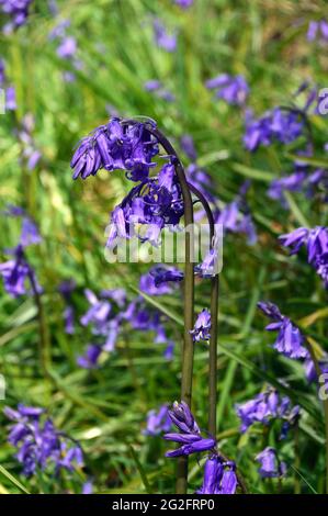 Nahaufnahme von Wild Bluebell Flowers in the Woods im Himalayan Garden & Sculpture Park, Grewelthorpe, Ripon, North Yorkshire, England, VEREINIGTES KÖNIGREICH. Stockfoto