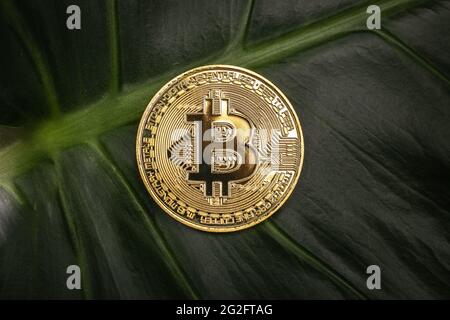 Bitcoin Kryptowährung Nahaufnahme auf einem grünen Urlaub Stockfoto
